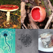 Fungi