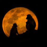 Tử Sinh Trà Luận