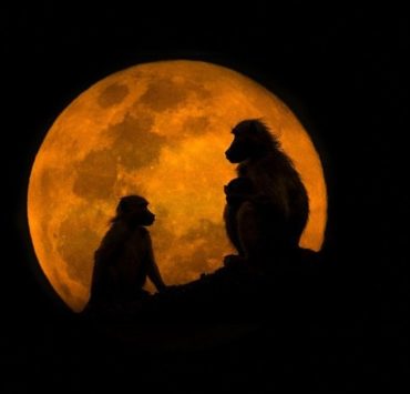 Tử Sinh Trà Luận