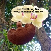 Linh chi Khang Nam