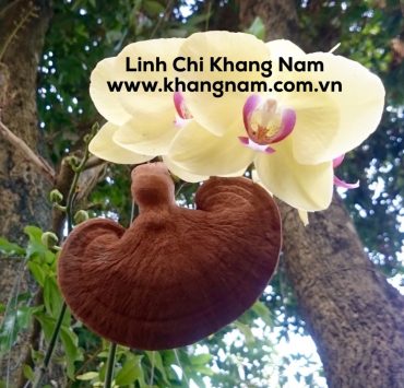 Linh chi Khang Nam