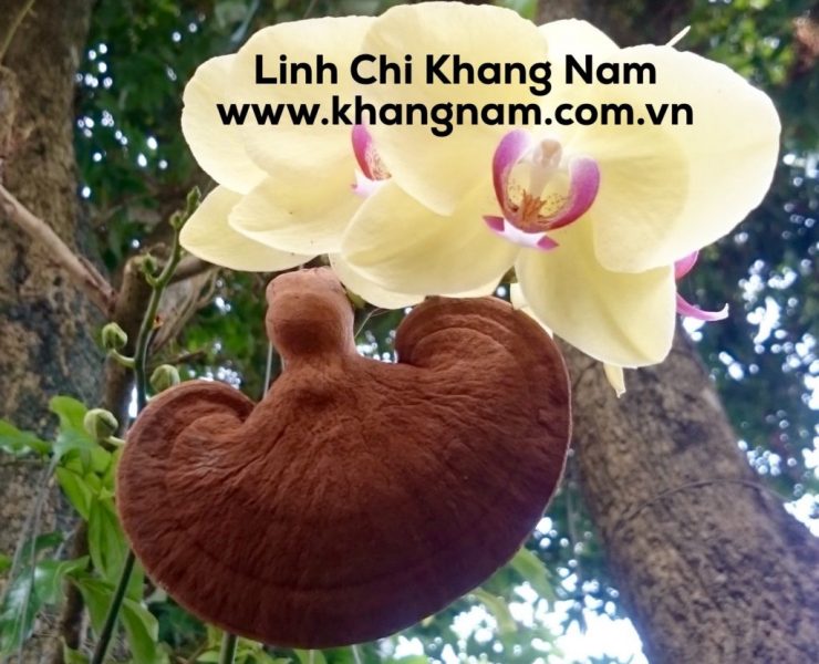 Linh chi Khang Nam
