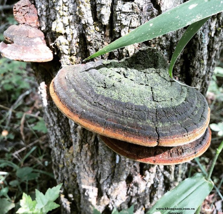 Nấm Linh Chi Rừng