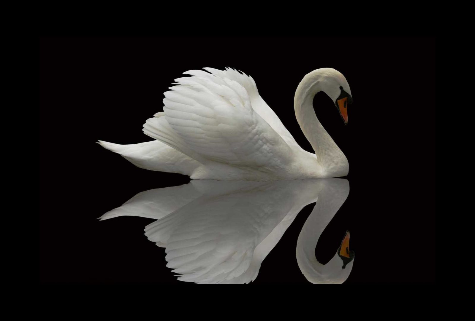 Thiên Nga - Gia Cầm Mộng