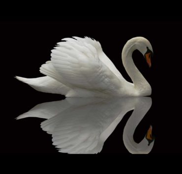 Thiên Nga - Gia Cầm Mộng