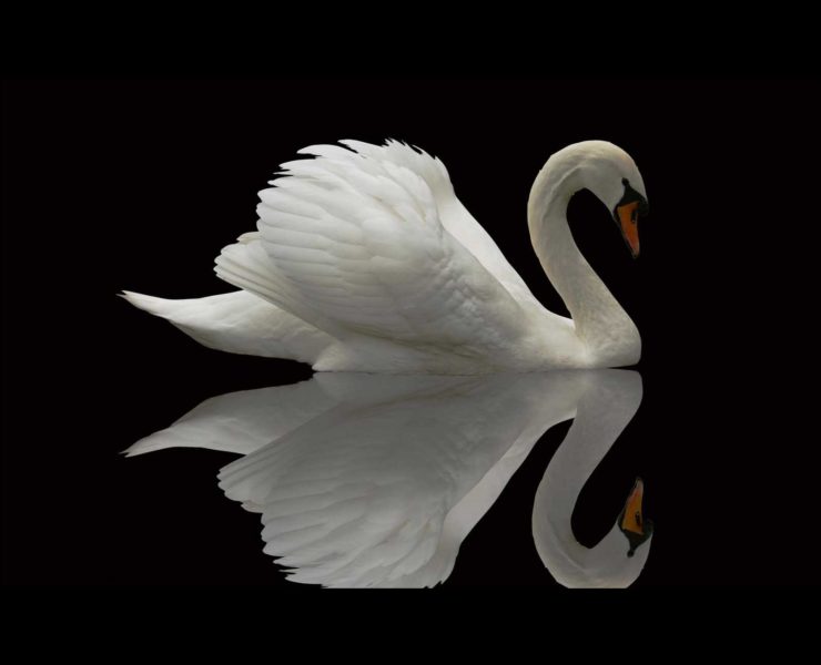 Thiên Nga - Gia Cầm Mộng