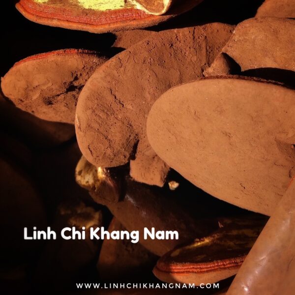 LINH CHI KHANG NAM