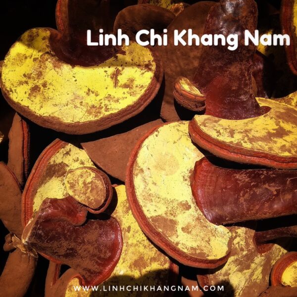 LINH CHI KHANG NAM