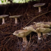 Mushrooms grow on woodland floor at Bedgebury Pinetum (Getty)
