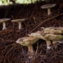 Mushrooms grow on woodland floor at Bedgebury Pinetum (Getty)
