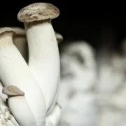 Researchers harnessed the electrical signals made by the rootlike structures, or mycelium, of the king oyster mushroom (Pleurotus eryngii) and its sensitivity to light to control two robots.
