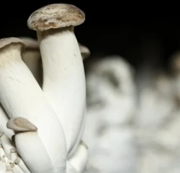 Researchers harnessed the electrical signals made by the rootlike structures, or mycelium, of the king oyster mushroom (Pleurotus eryngii) and its sensitivity to light to control two robots.
