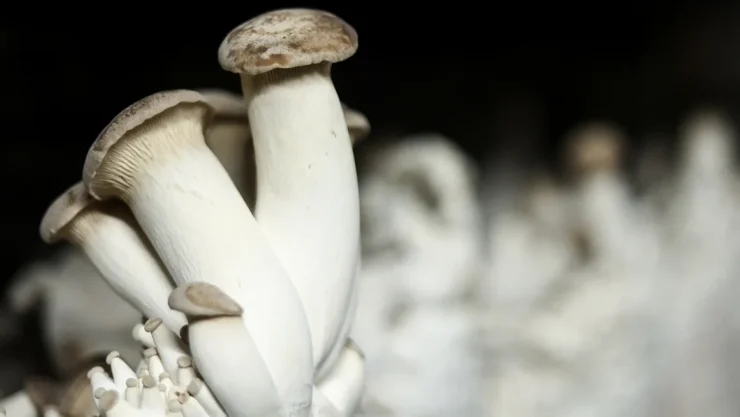 Researchers harnessed the electrical signals made by the rootlike structures, or mycelium, of the king oyster mushroom (Pleurotus eryngii) and its sensitivity to light to control two robots.