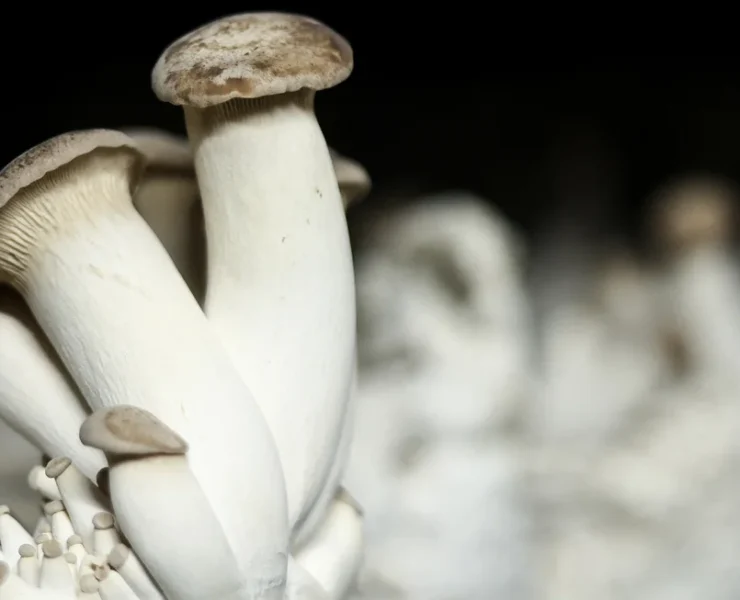 Researchers harnessed the electrical signals made by the rootlike structures, or mycelium, of the king oyster mushroom (Pleurotus eryngii) and its sensitivity to light to control two robots.