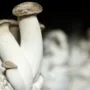 Researchers harnessed the electrical signals made by the rootlike structures, or mycelium, of the king oyster mushroom (Pleurotus eryngii) and its sensitivity to light to control two robots.